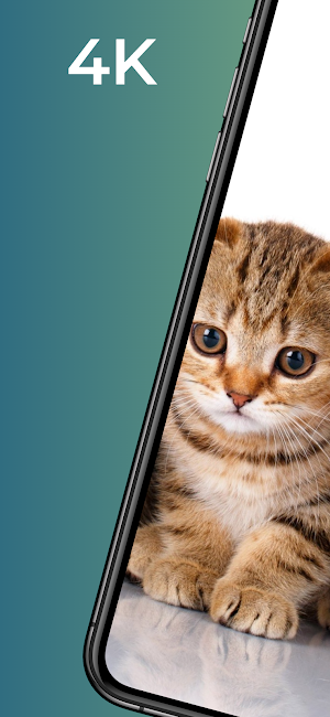 Cat wallpapers - 4k animals Screenshot 0