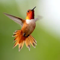 Animal And Bird Videos