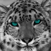 Snow Leopard Wallpapers