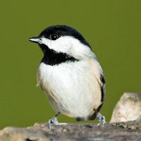 Chickadee Sounds