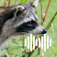 Raccoon Hunting Calls