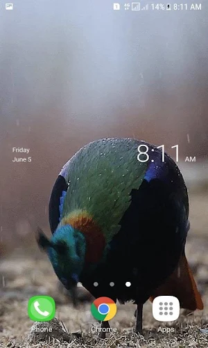 Rainy Blue Bird LWP Screenshot 1