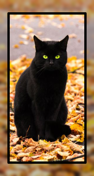 Black Cat Wallpaper Cute HD Screenshot 1
