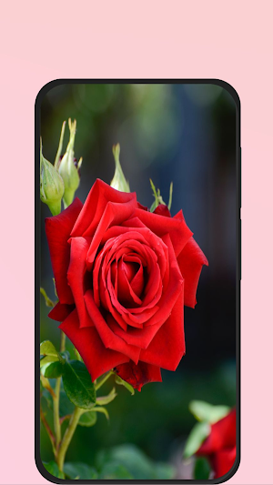 rose images hd Screenshot 0