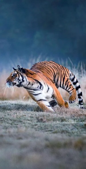 Tiger Video Wallpaper Screenshot 2