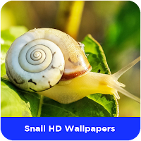 Snail HD Wallpapers