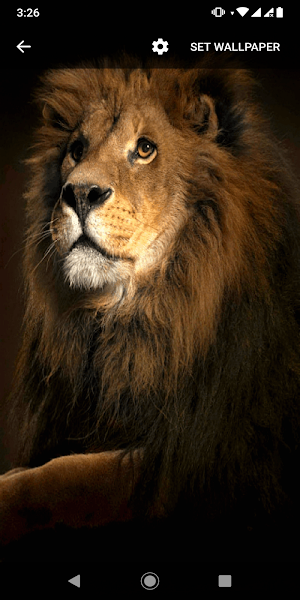 Golden Lion GIF Live Wallpaper Screenshot 2
