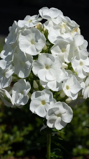 Garden Phlox Wallpaper Screenshot 2