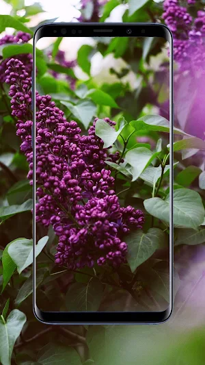 Lilac Flower Wallpapers Screenshot 3
