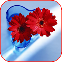 Flowers HD video wallpapers