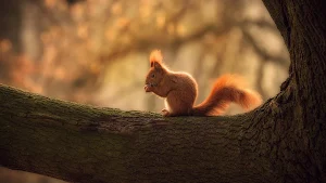 Squirrel Wallpaper HD Screenshot 3