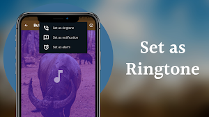 Buffalo Sounds Screenshot 3