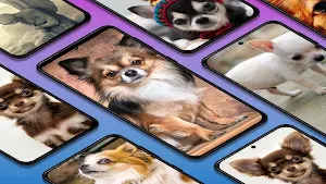 Chihuahuas dog wallpapers Screenshot 0