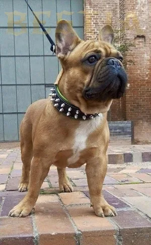 French Bull Wallpapers Screenshot 1