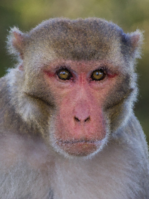 Rhesus Monkey Sounds ~ Sboard.pro Screenshot 0