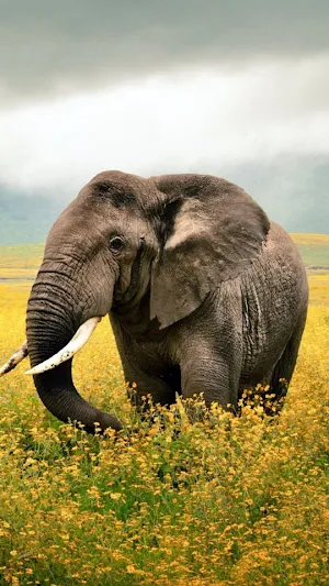 Elephant -Wallpapers,puzzle Screenshot 1