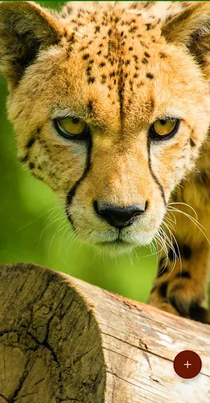 10000 Animals Wallpapers Screenshot 0