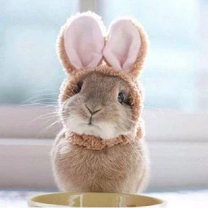 Bunnies Wallpapers HD Screenshot 3