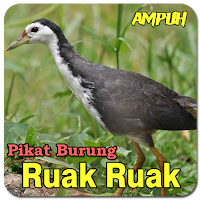 Suara Pikat Ruak Ruak Ampuh