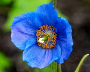 Himalayan Poppy Wallpapers Screenshot 3