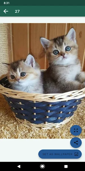 Fondos de animales hermosos Screenshot 0