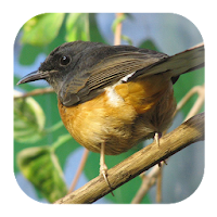 White-rumped Shama Sounds