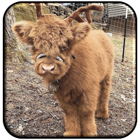 Baby Cow Wallpaper Cute