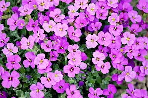 Spring wallpapers Screenshot 3