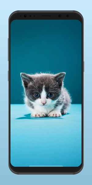 Aesthetic Cute Kitten Wallpaper 4K Screenshot 2
