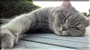 Katzen Bilder Screenshot 1