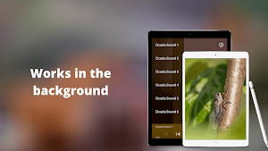 Cicada Sounds Screenshot 3