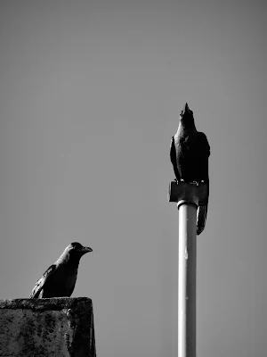 Crows Wallpapers Screenshot 0