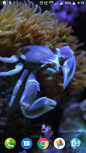 Coral Reef Hd Wallpaper Screenshot 0