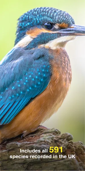 All Birds UK  - A Sunbird Field Guide Screenshot 1