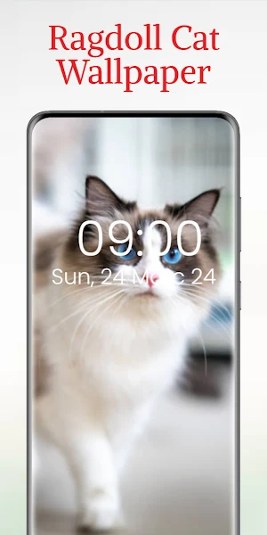 Ragdoll Cat Wallpaper Screenshot 1