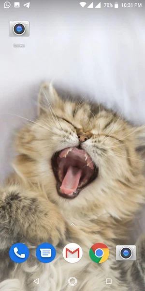Cute Cat Parsian Wallpapers HD Screenshot 3