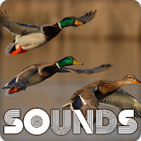 Duck Sound Ringtones