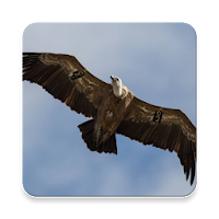 Vulture Sound Collections ~ Sclip.app