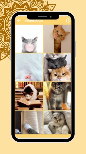 Cute Cat Wallpaper HD Kittens Screenshot 2