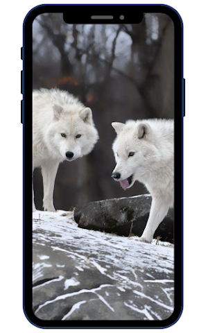 White Wolf Wallpapers Screenshot 0