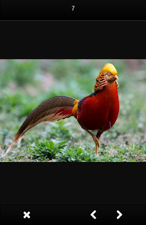 Unique birds Screenshot 2
