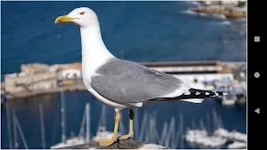 Gull Backgrounds Screenshot 0