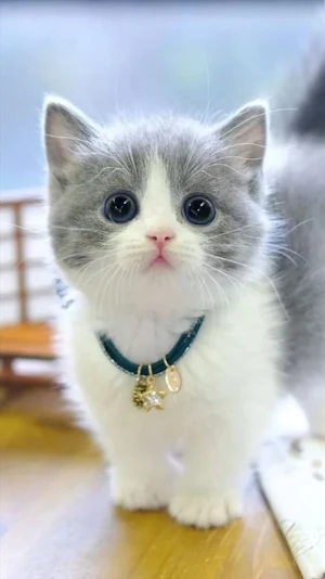 Cute Cat Video Wallpapers Screenshot 3