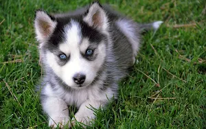 Siberian Husky Dog Wallpapers Screenshot 0