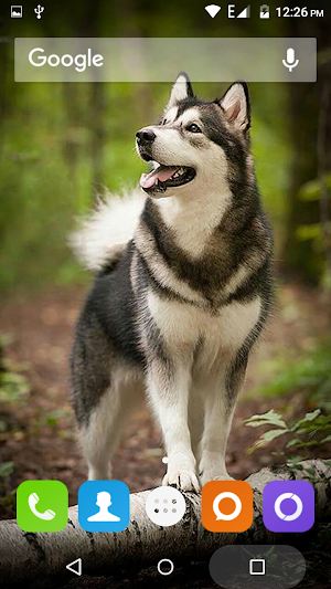 Siberian Husky Dog Wallpapers Screenshot 0
