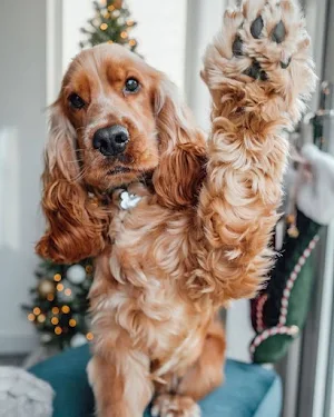 Cocker Spaniel Dog Wallpapers Screenshot 1