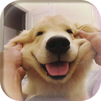 DOG wallpapers