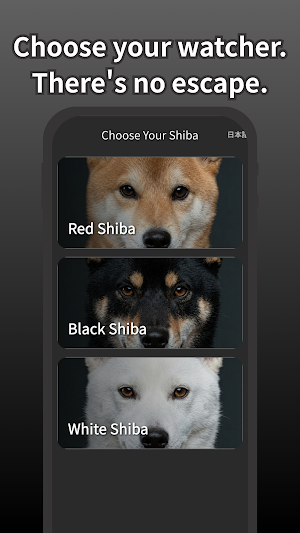 Shiba is Watching - Focus Screenshot 0