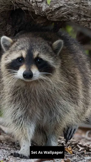Raccoon wallpaper Screenshot 3