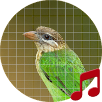 Asian barbet bird Sounds ~ Sboard.pro